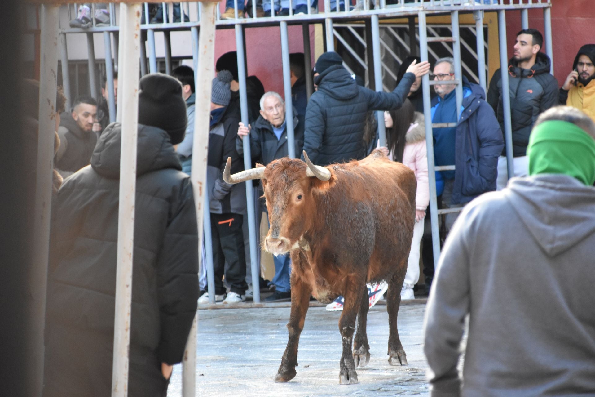 Encierros de reses bravas en las fiestas de San Blas de Autol