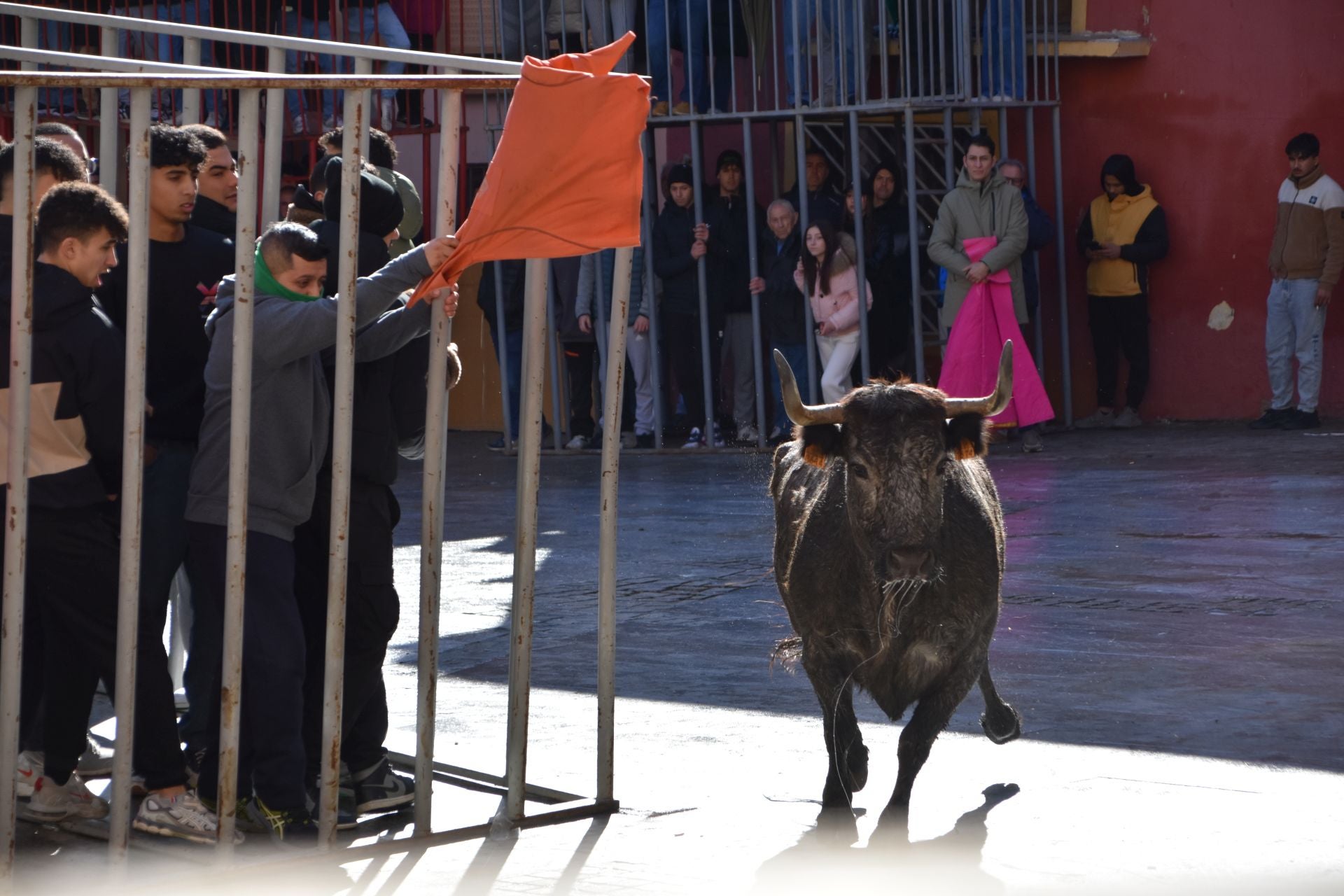 Encierros de reses bravas en las fiestas de San Blas de Autol