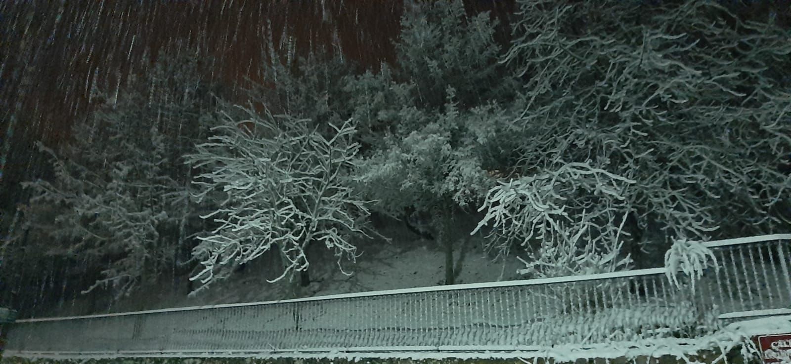 Los árboles, cubiertos de nieve