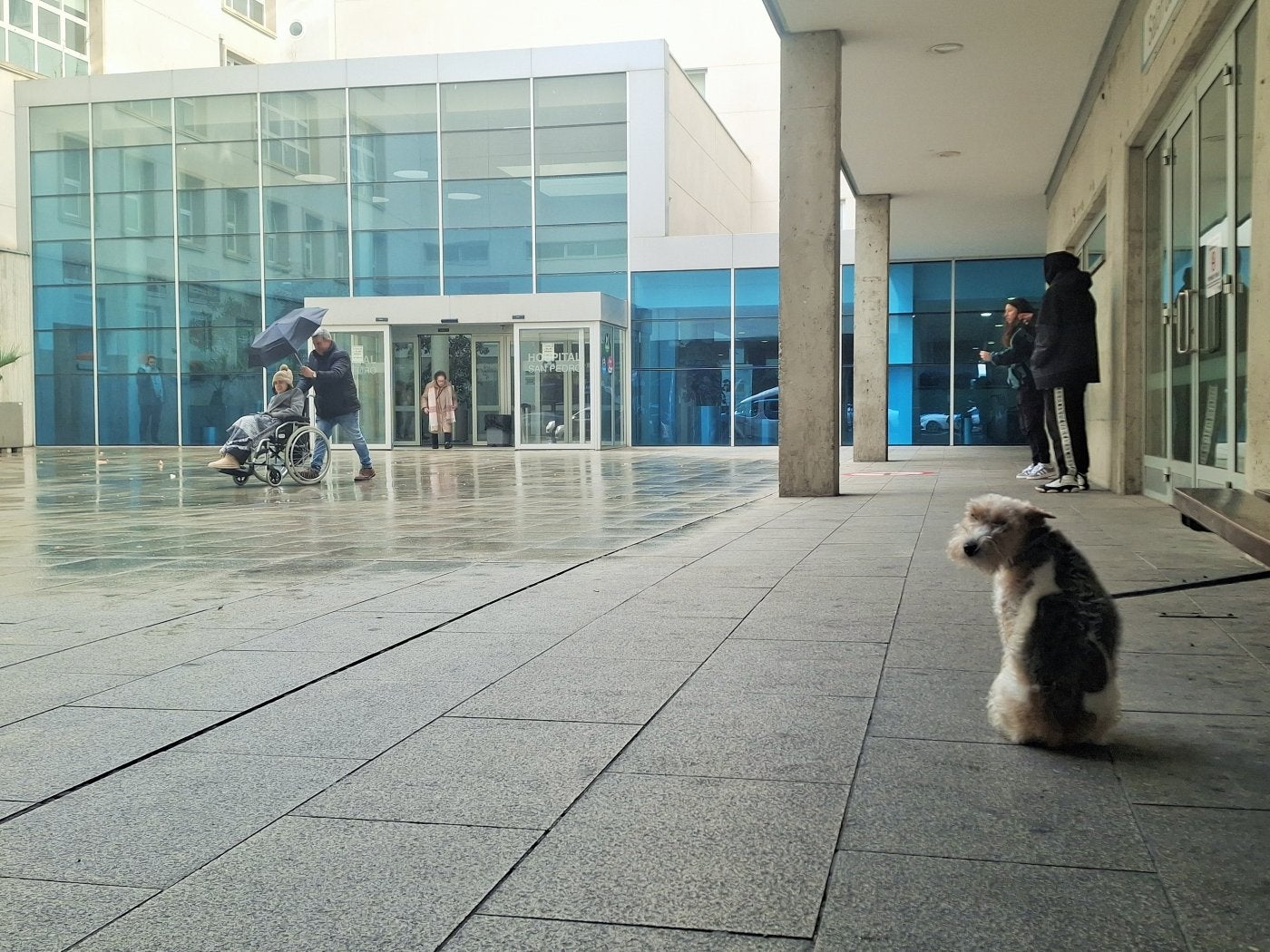 Un perro atado a un banco espera a la puerta del Hospital San Pedro de Logroño.