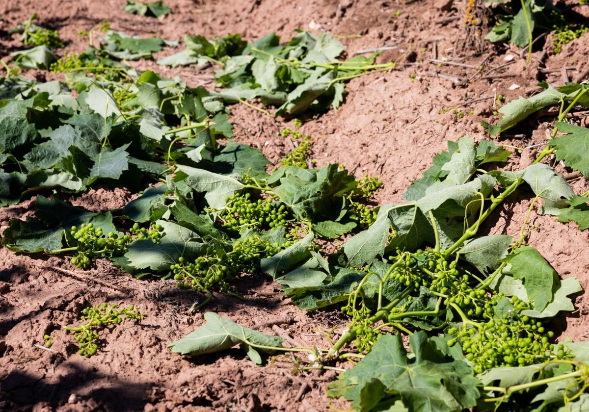 Finca acogida a la vendimia en verde, con racimos en el suelo.