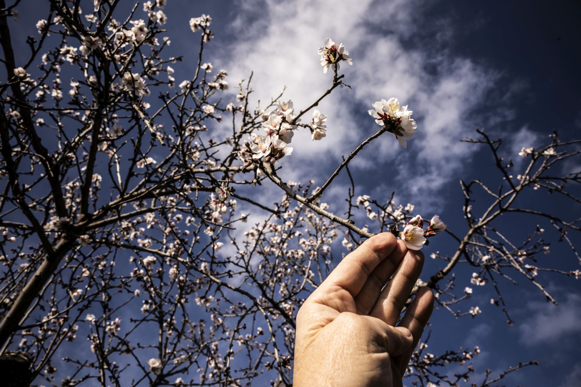 Así lucen los almendros en flor en La Rioja