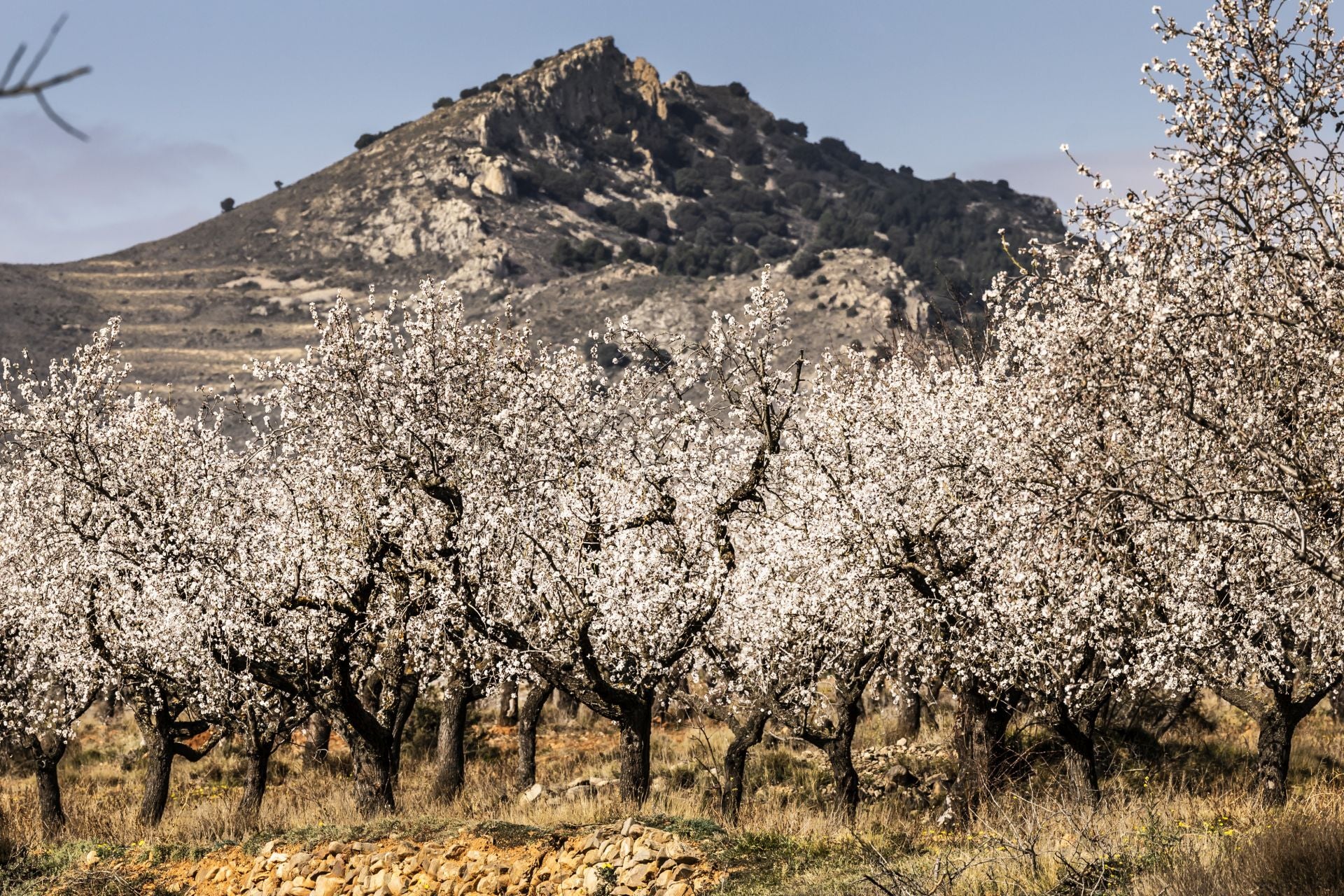 Así lucen los almendros en flor en La Rioja