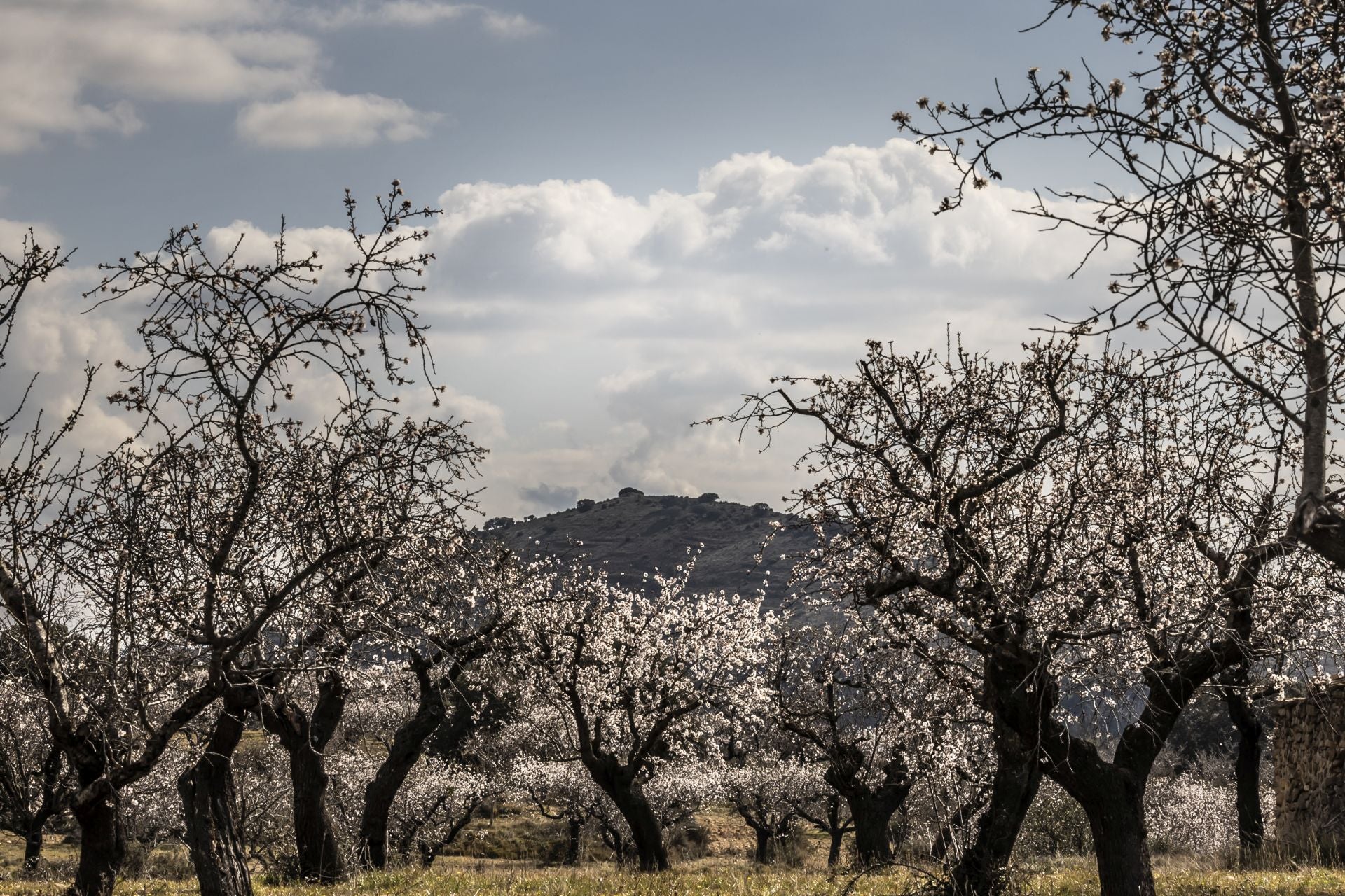 Así lucen los almendros en flor en La Rioja