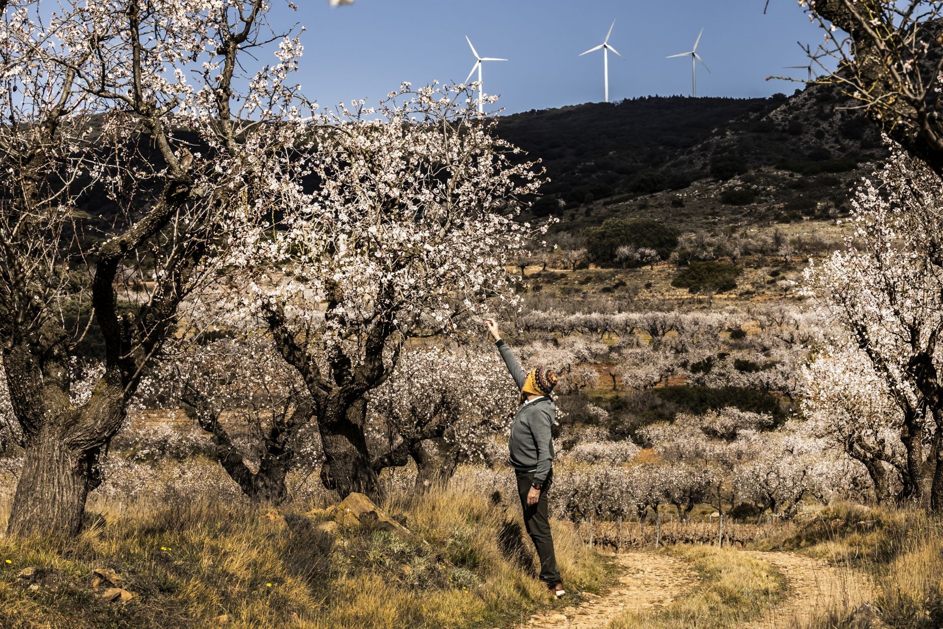 Así lucen los almendros en flor en La Rioja