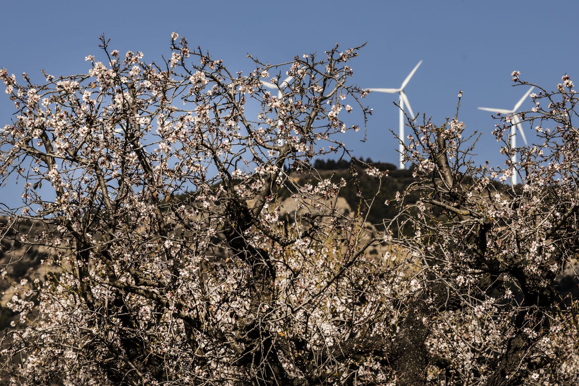 Así lucen los almendros en flor en La Rioja