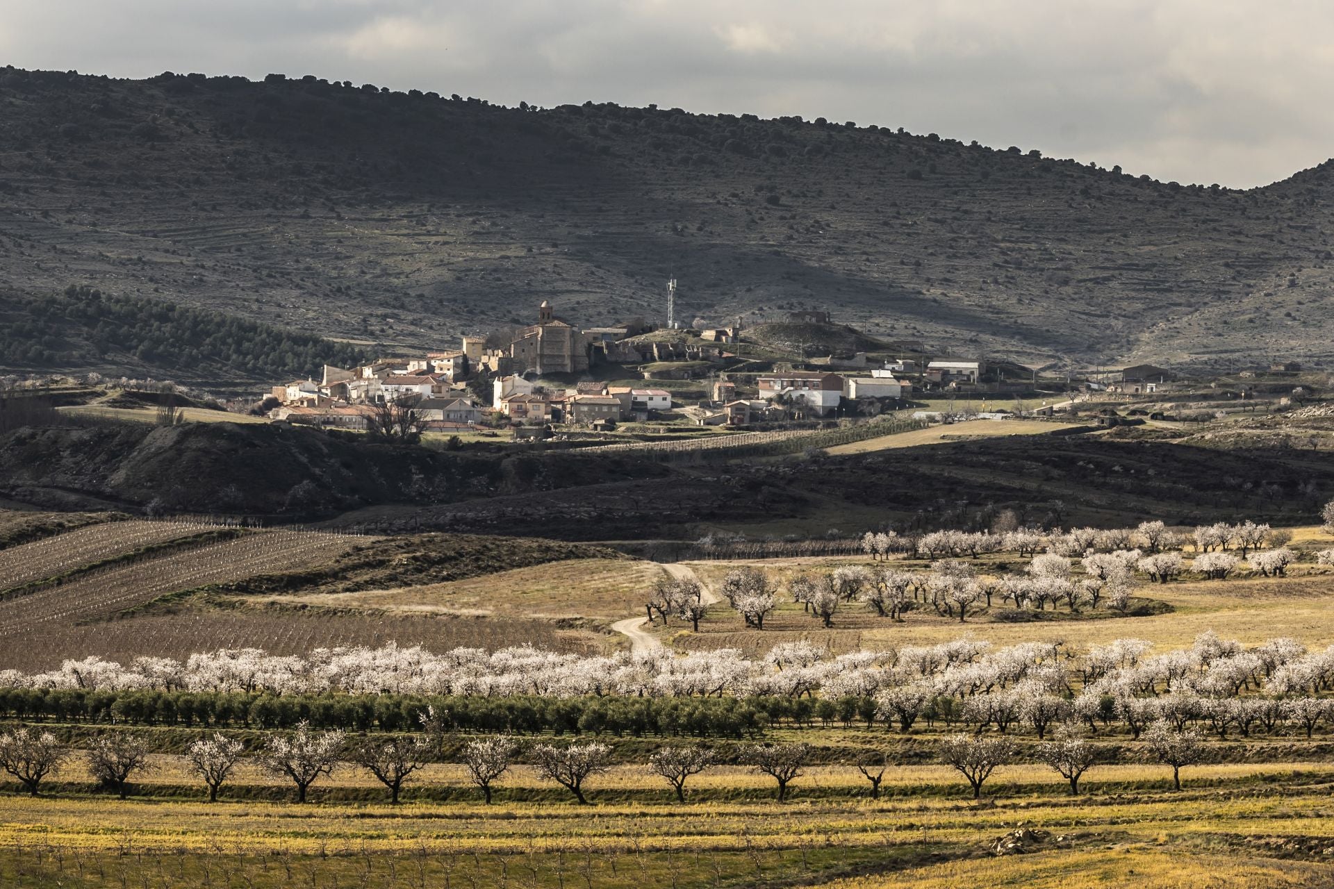 Así lucen los almendros en flor en La Rioja