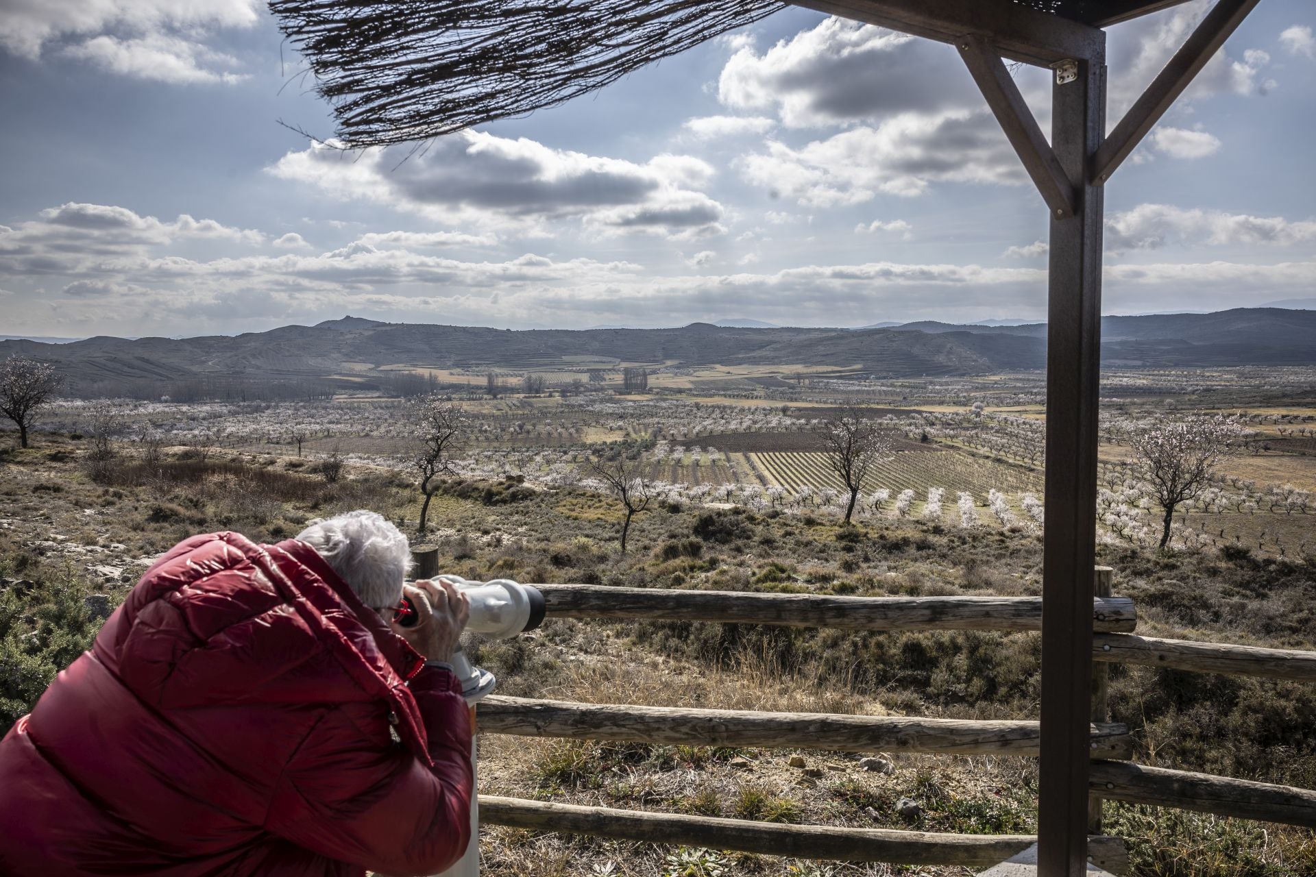 Así lucen los almendros en flor en La Rioja