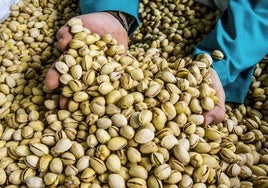Pistachos preparados para su comercialización.