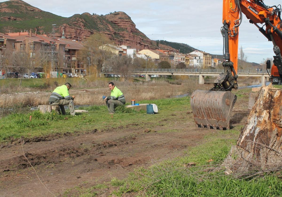 La ribera del Najerilla se queda desnuda de árboles