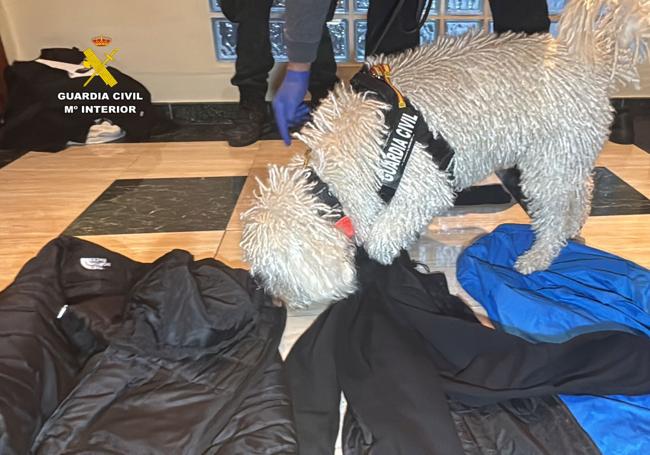 Perros adiestrados participaron en el registro.