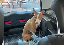 La perrita Sandy, durante su traslado en un vehículo tras el rescate.