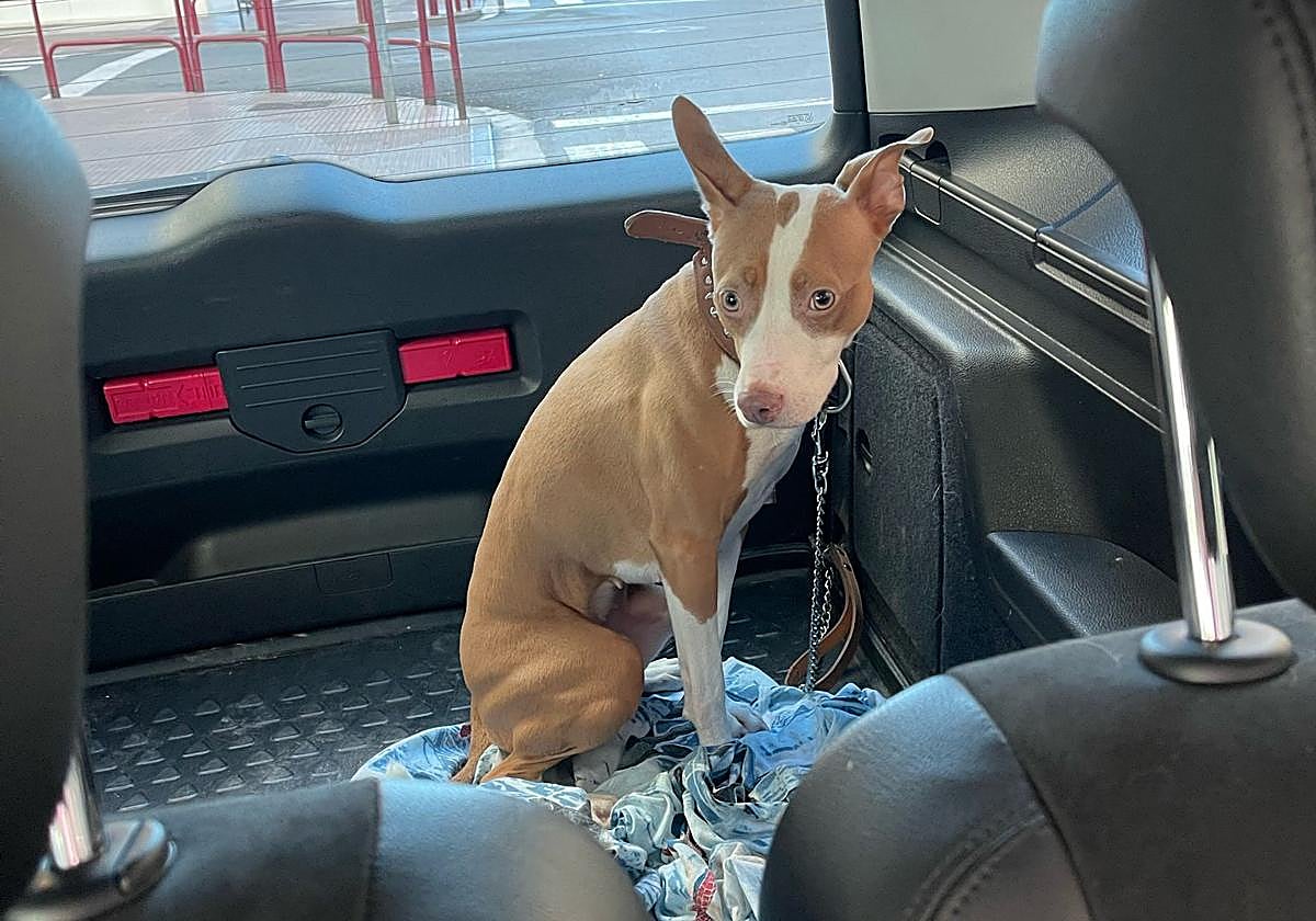 La perrita Sandy, durante su traslado en un vehículo tras el rescate.