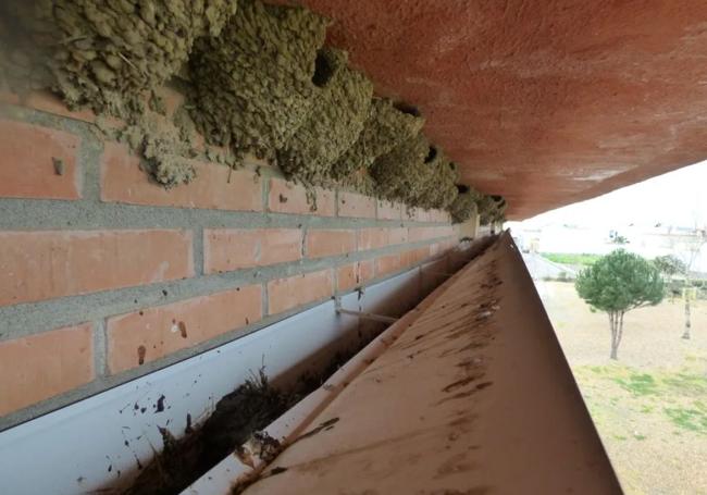 Sistema de canalización que evita la caída de excrementos de aves