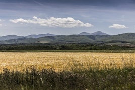 Imagen de un campo riojano de cereal, con la sierra de fondo.