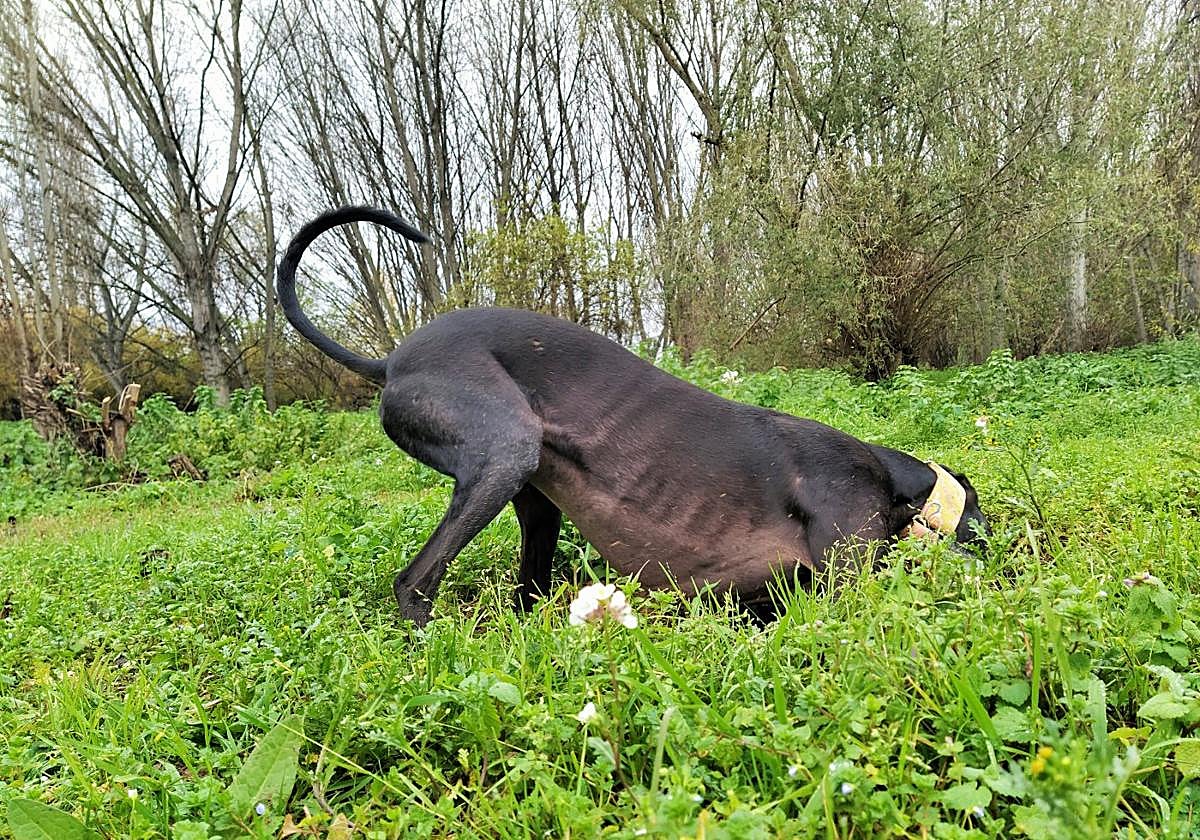 ¿Por qué los perros escarban hoyos?