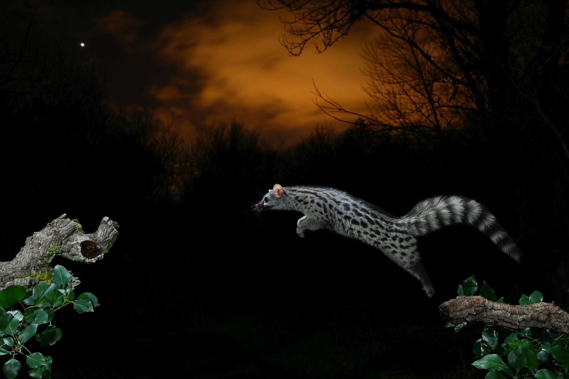 Primer premio de Flora y Fauna