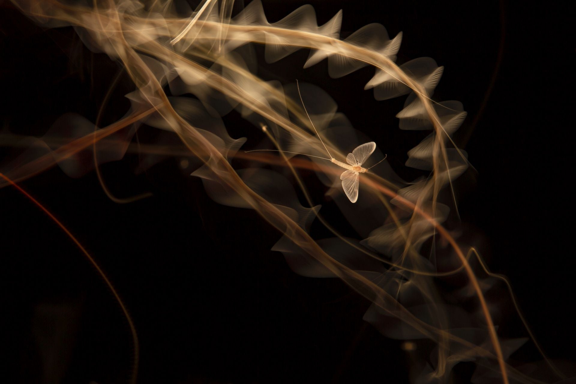 Primer premio de Fotografía Creativa