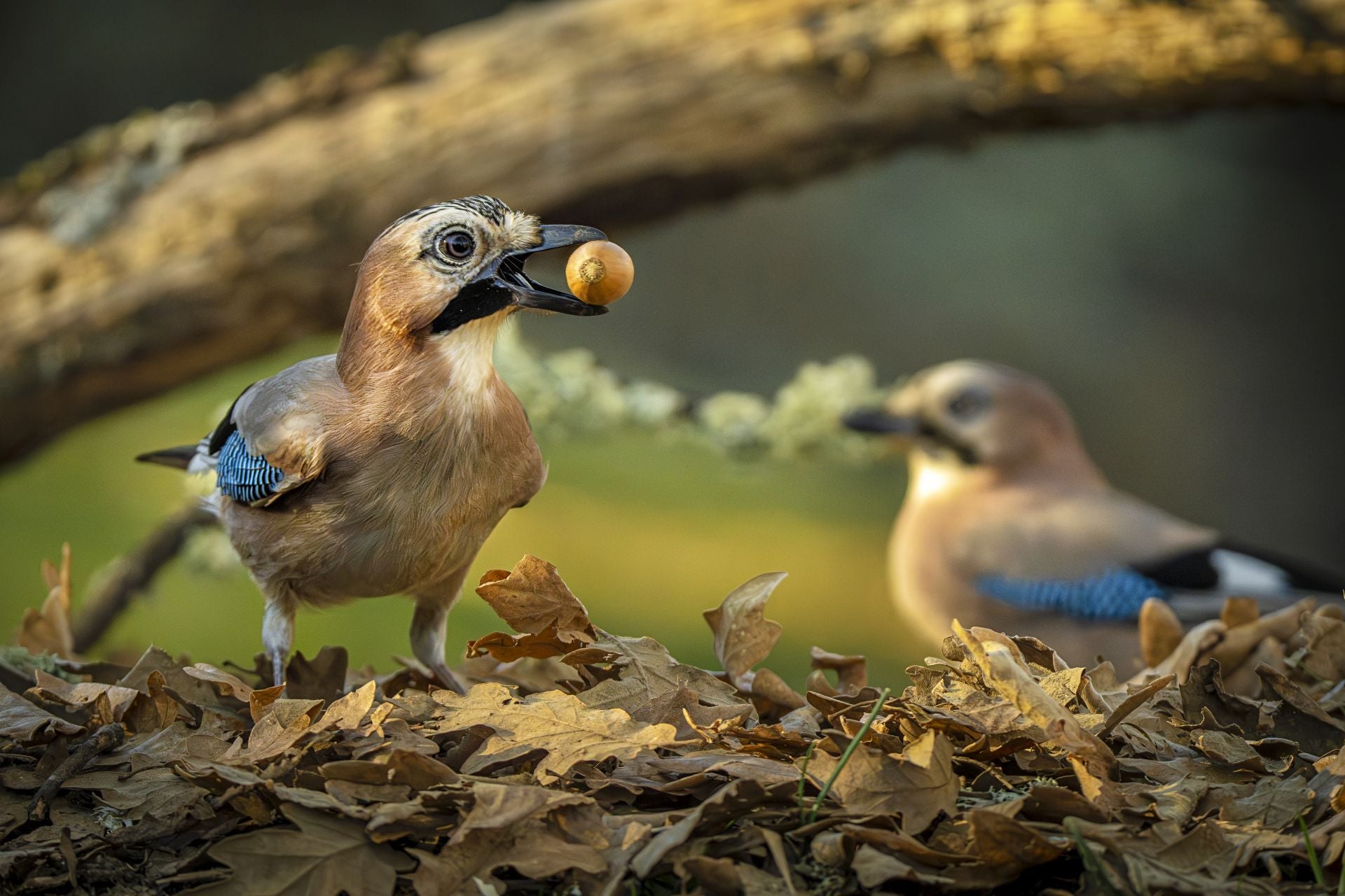 Premio para residentes en La Rioja