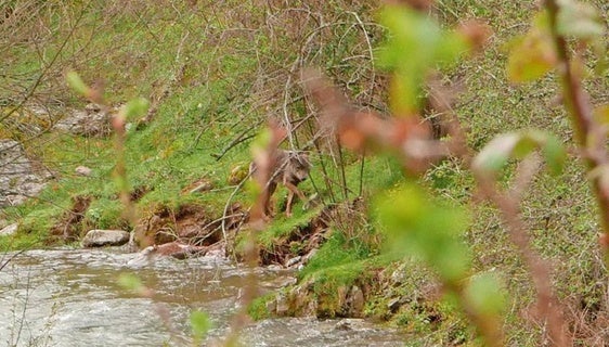Un lobo junto al río Urbión en Viniegra de Abajo (2018).