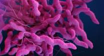 Campilobacteriosis