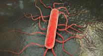 Listeriosis