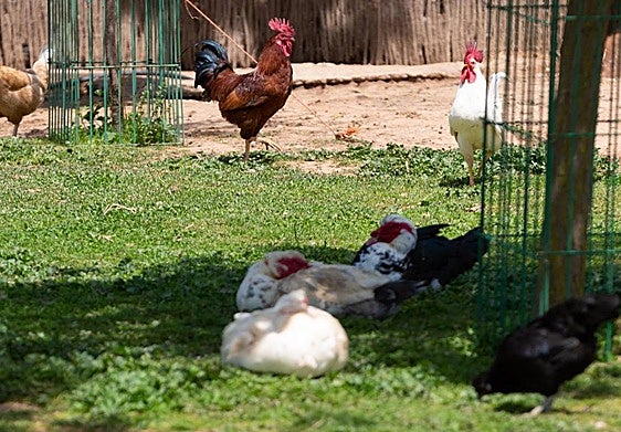 Gallinas y gallos en una explotación de La Rioja.