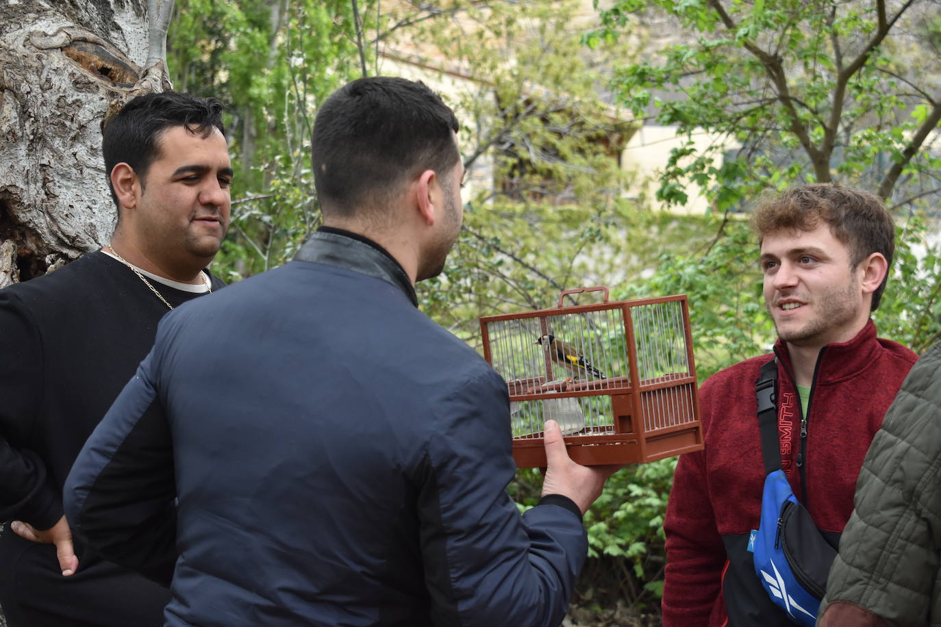 Las imágenes del concurso de canto de pájaros silvestres de Cervera