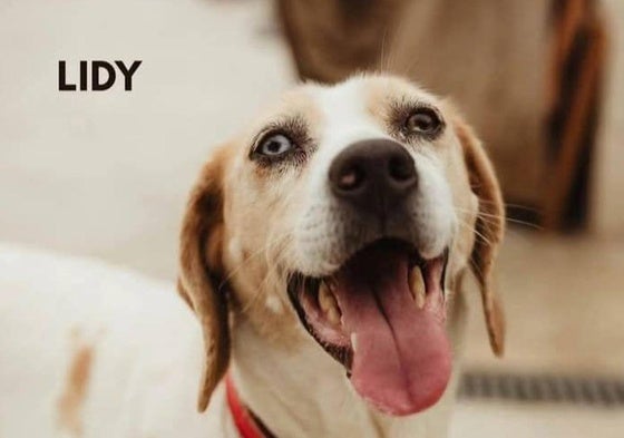 Lidy, una perra muy cariñosa y sociable que necesita un hogar