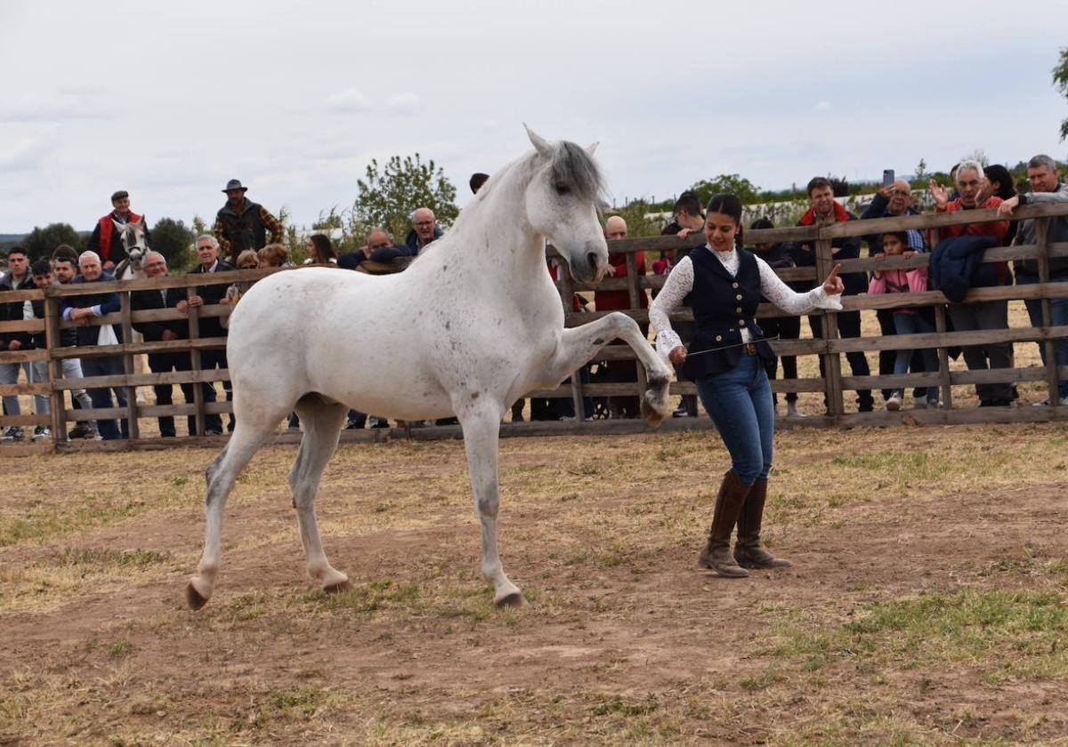 Una de las exhibiciones del gran ferial de caballos del año pasado en Rincón de Soto.