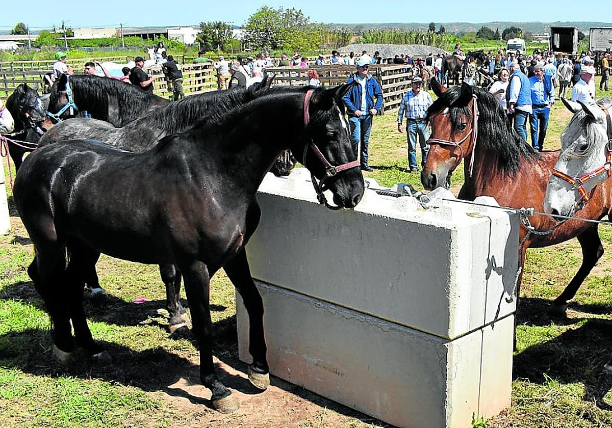 Caballos y público en el gran ferial del gandado equino de Rincón de Soto, ayer en la explanada de la plaza de toros portátil.