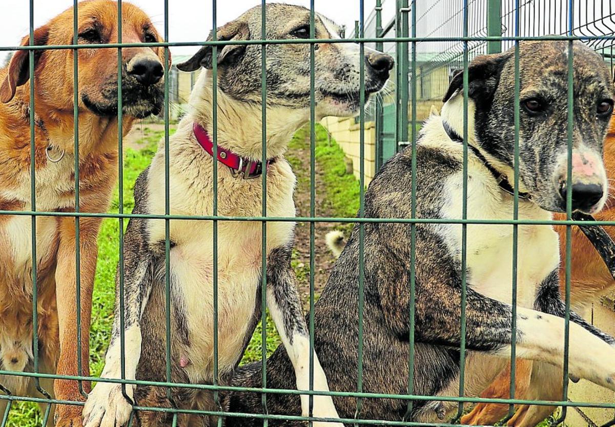 Dos años sin ley autonómica de protección animal en La Rioja