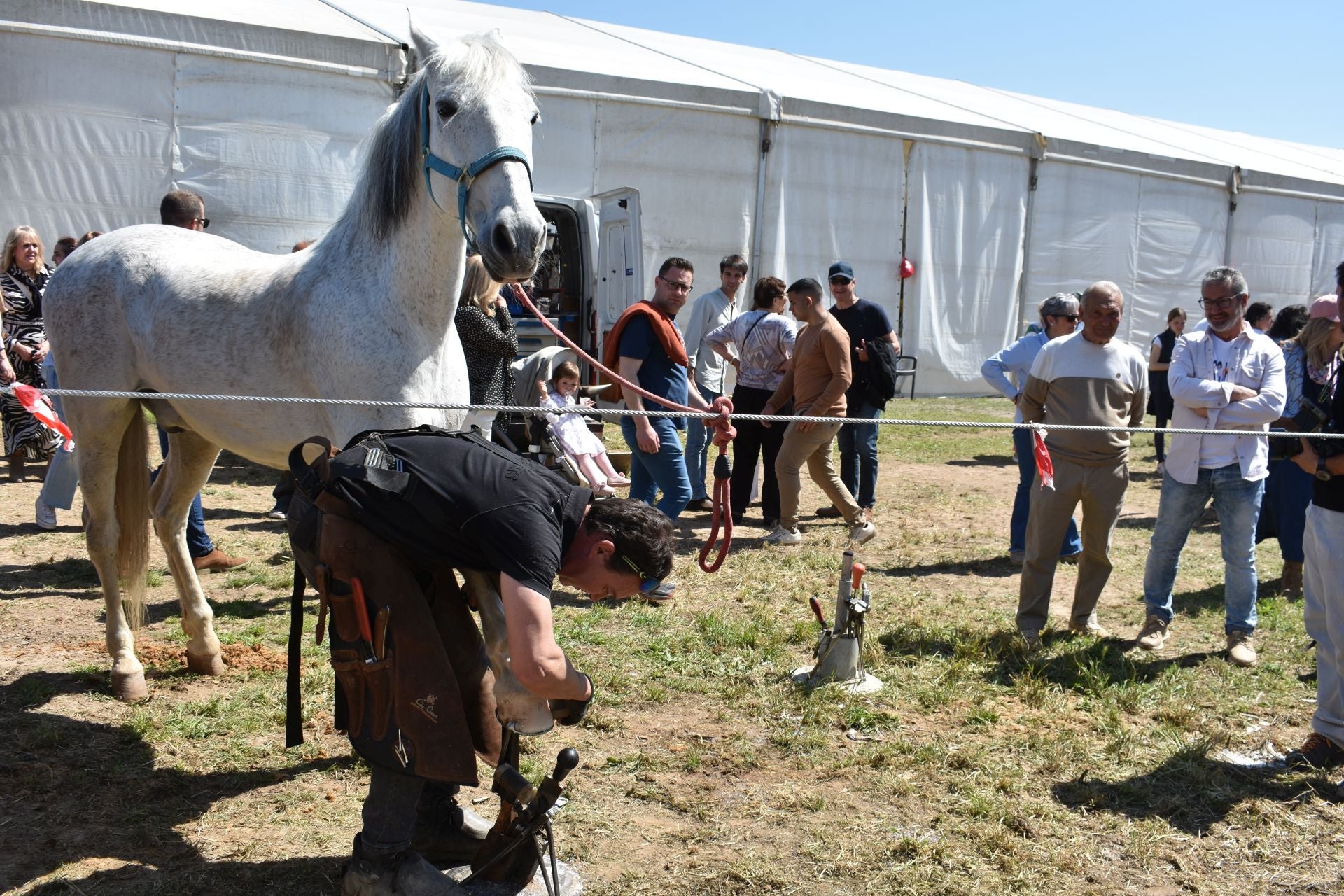 Los caballos protagonizan una mañana de ferias en Rincón de Soto