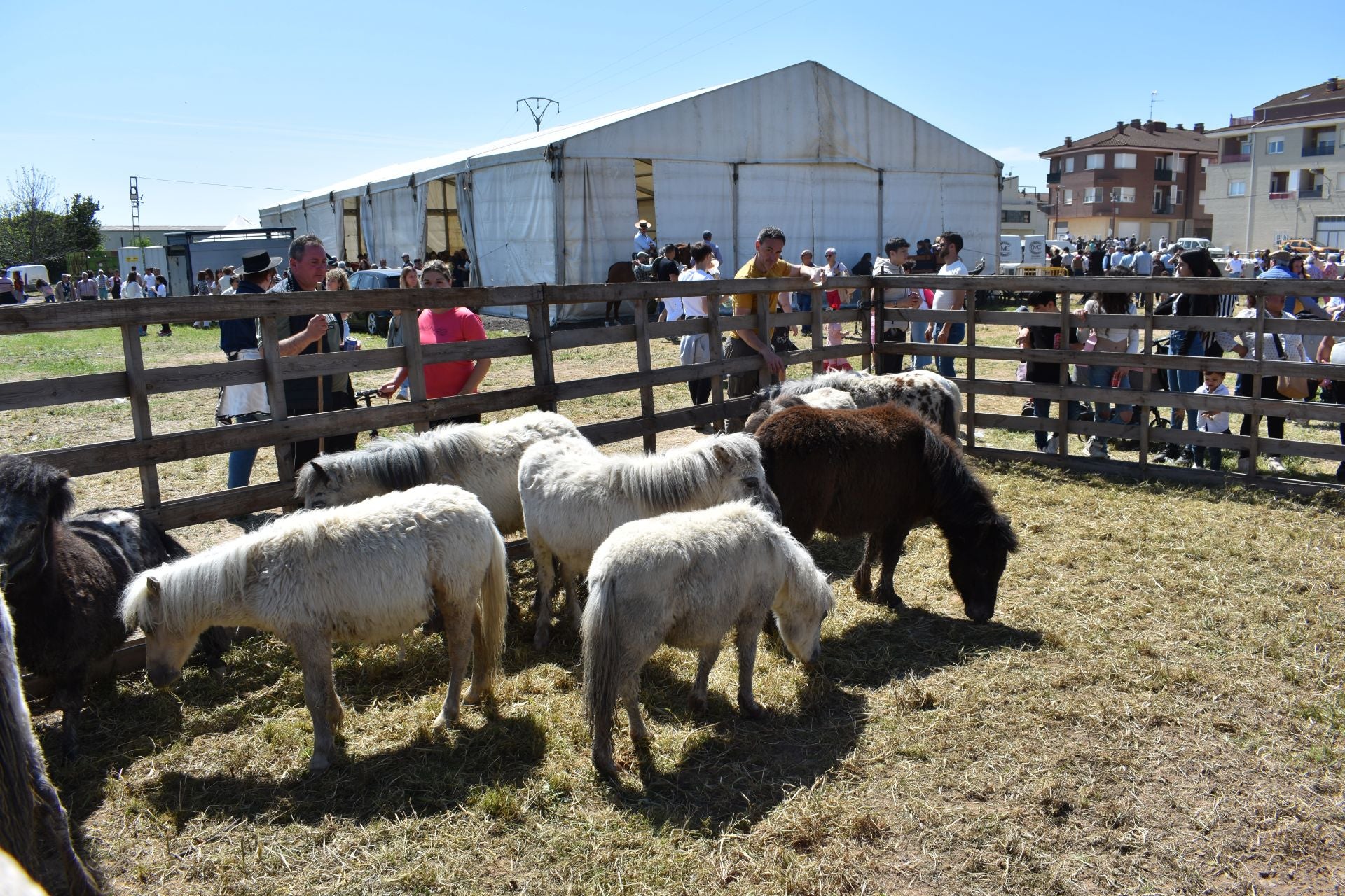 Los caballos protagonizan una mañana de ferias en Rincón de Soto