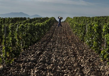 Imagen de Quiñón de Valmira, el primer viñedo y vino de Rioja Oriental en lograr los 100 puntos Parker.