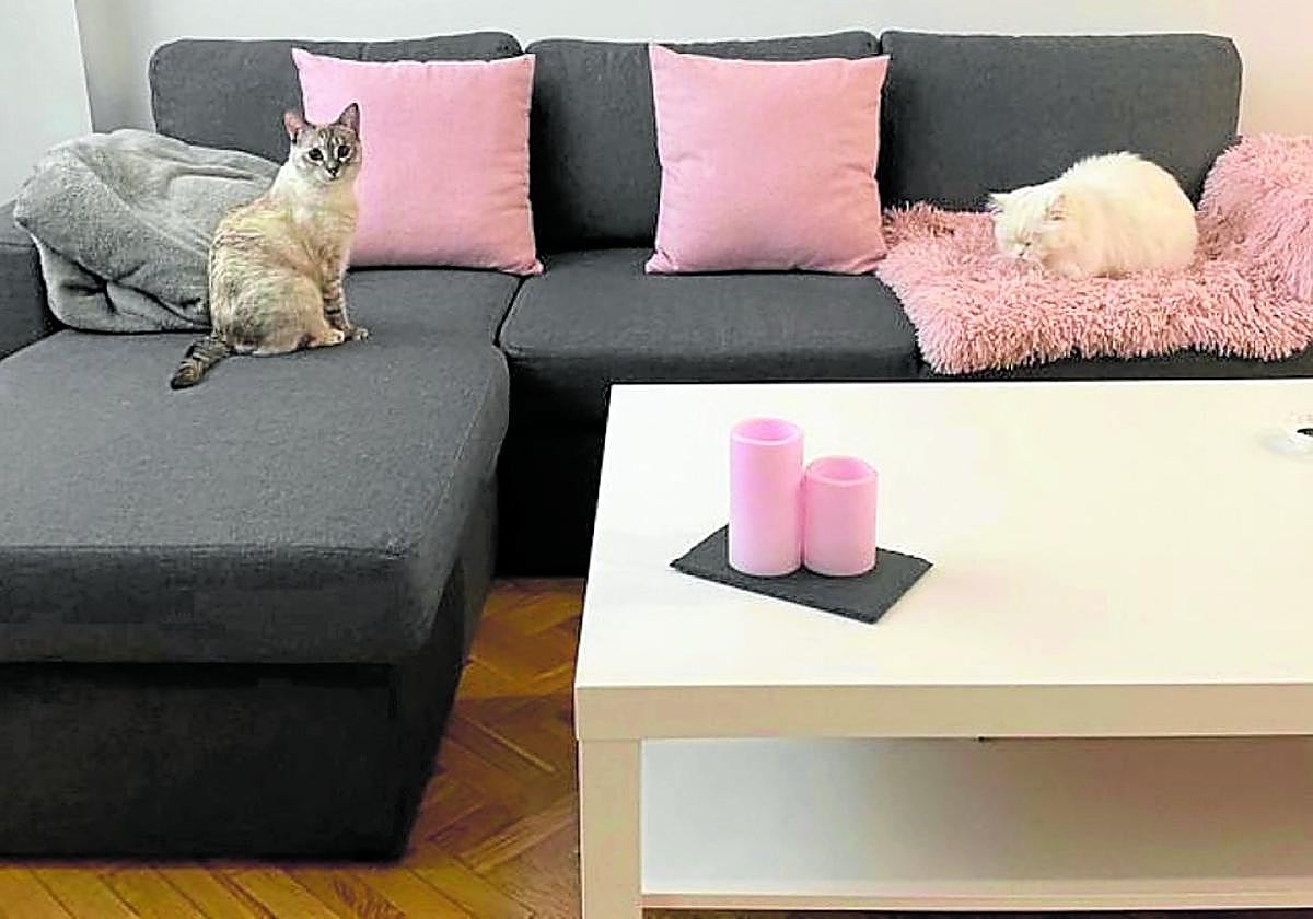 Las gatas Ari y Lola en su casa de Logroño, sobre el sofá.