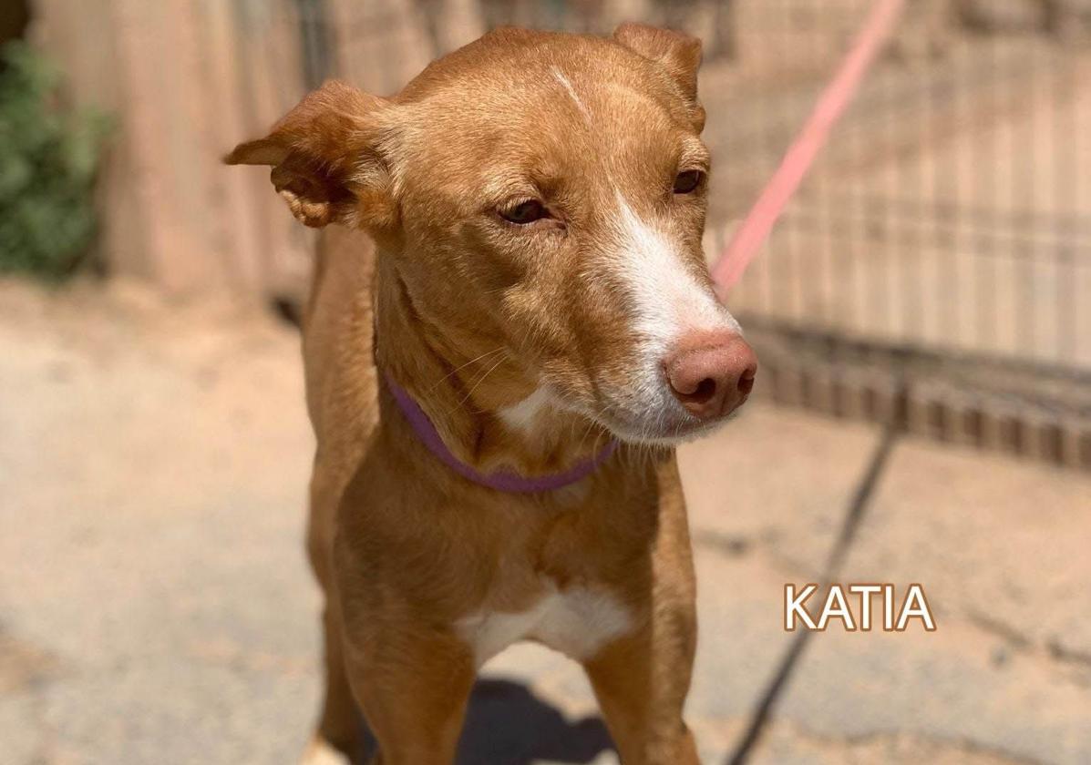 Katia, una podenca sociable a la que le gusta pasear