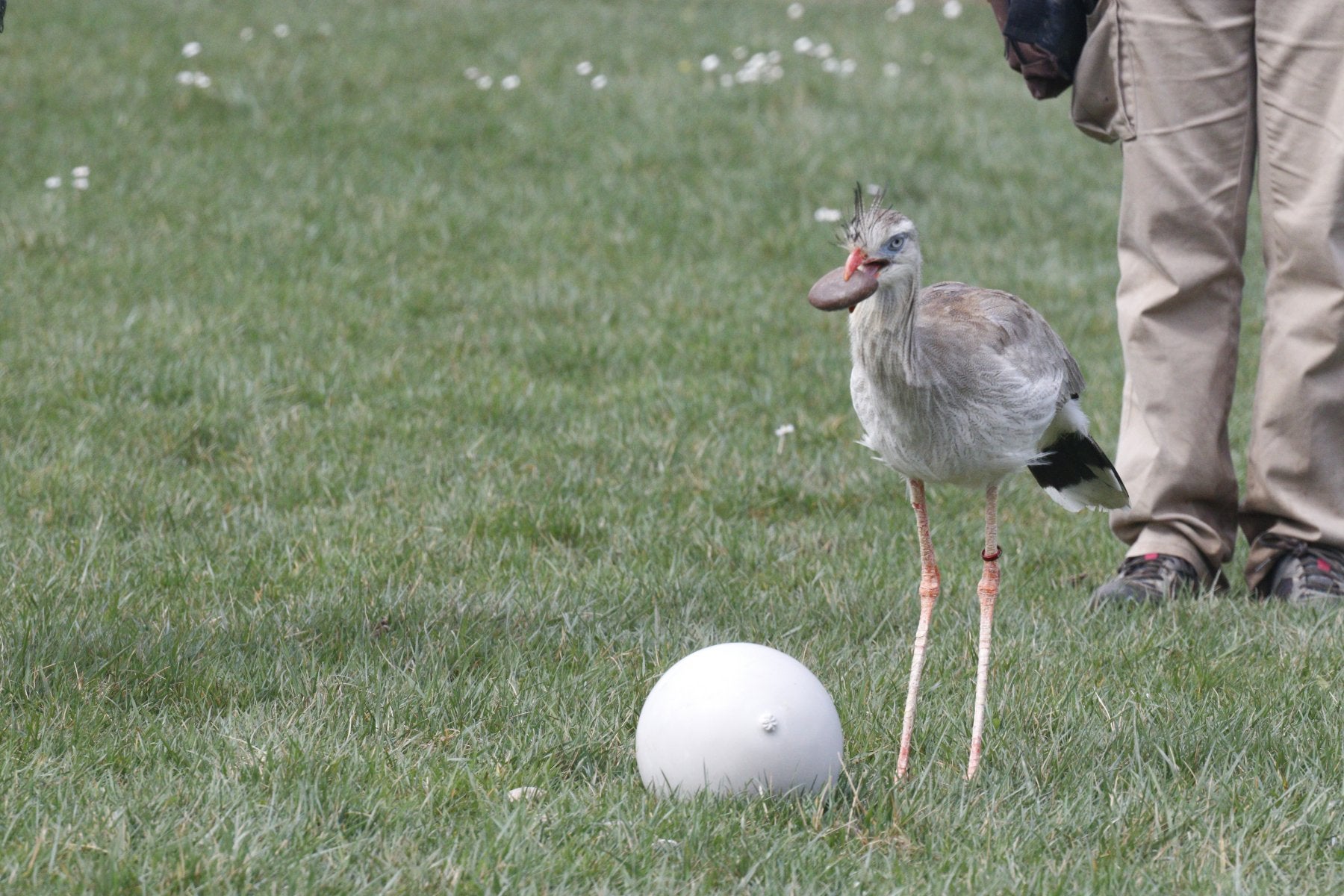 Tierra Rapaz y la Universidad de Navarra descubren un nuevo comportamiento en los seriemas que solo se describía en el alimoche