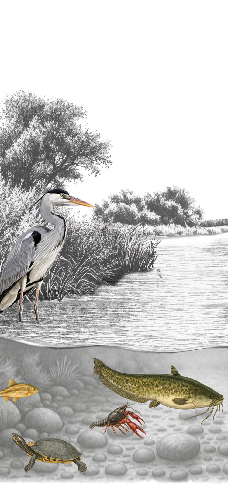 Los animales del Ebro, de uno en uno
