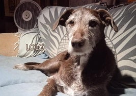 El perro Lolo.