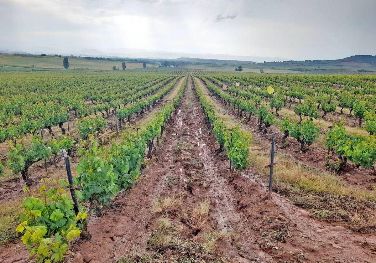 Viñedos con agua abundante tras las lluvías caídas en la comarca de Rioja Alta.
