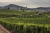 Viñas en la zona de Moncalvillo.