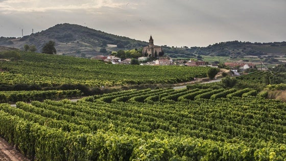 Viñas en la zona de Moncalvillo.