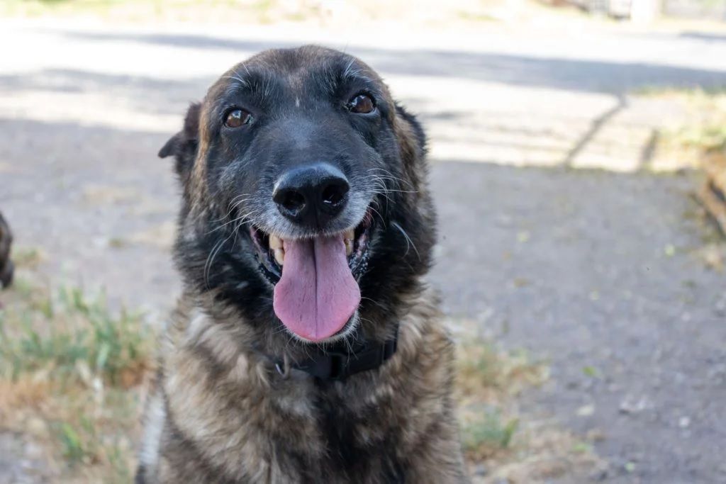 Mali, un pastor belga malinois que padece leishmaniosis y está en adopción por medio de la asociación Animales Rioja