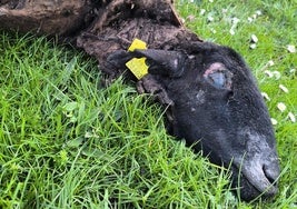 Una de las ovejas atacadas por el lobo en Viguera.