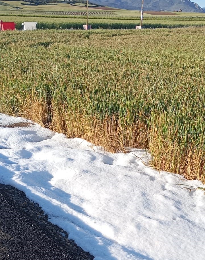 Granizo junto a un viñedo de cereal en La Rioja Alta el pasado viernes