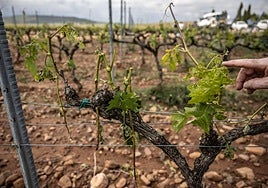 Viñedos dañados tras la granizada de ayer.