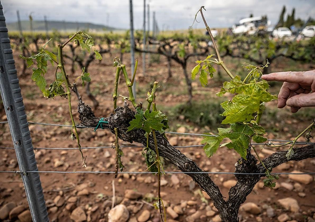 Viñedos dañados tras la granizada de ayer.
