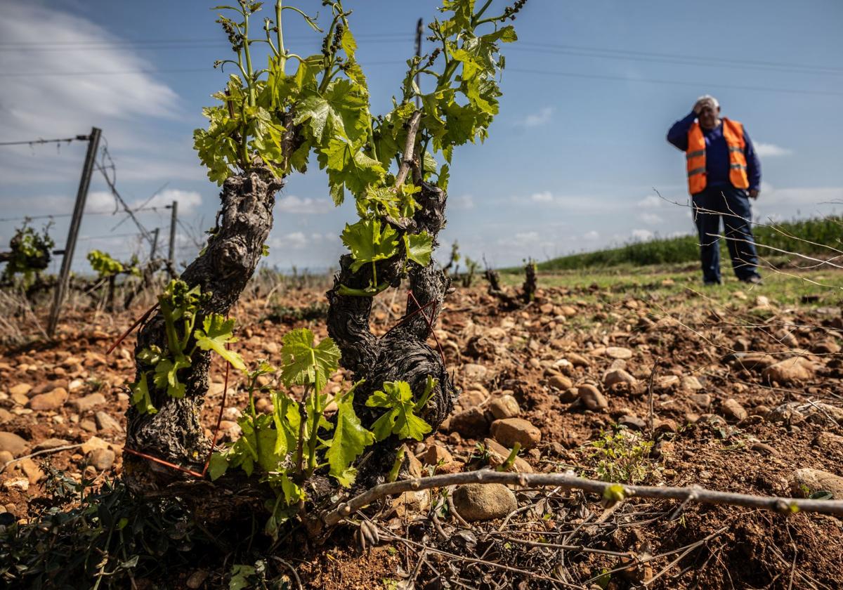 El campo pasa de una buena previsión al desastre provocado por el granizo