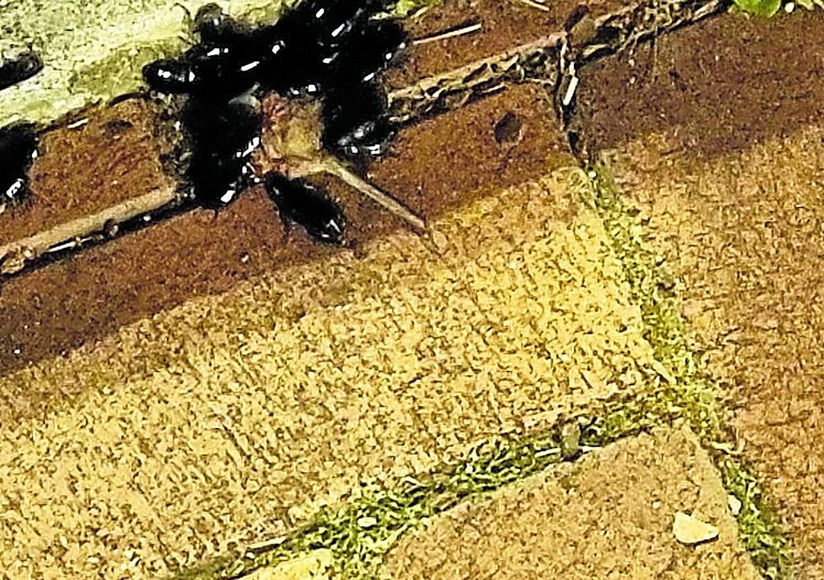 Grupos de cucarachas en Las Ranitas, hoy en La Guindilla.